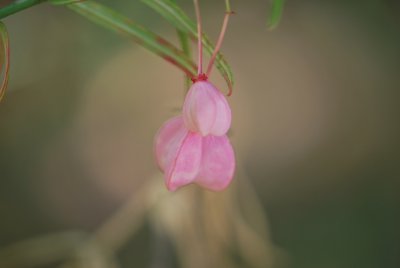 Euonymus nanus 'Turkestanicus' - brslen nízký 'Turkestanicus' - poupata